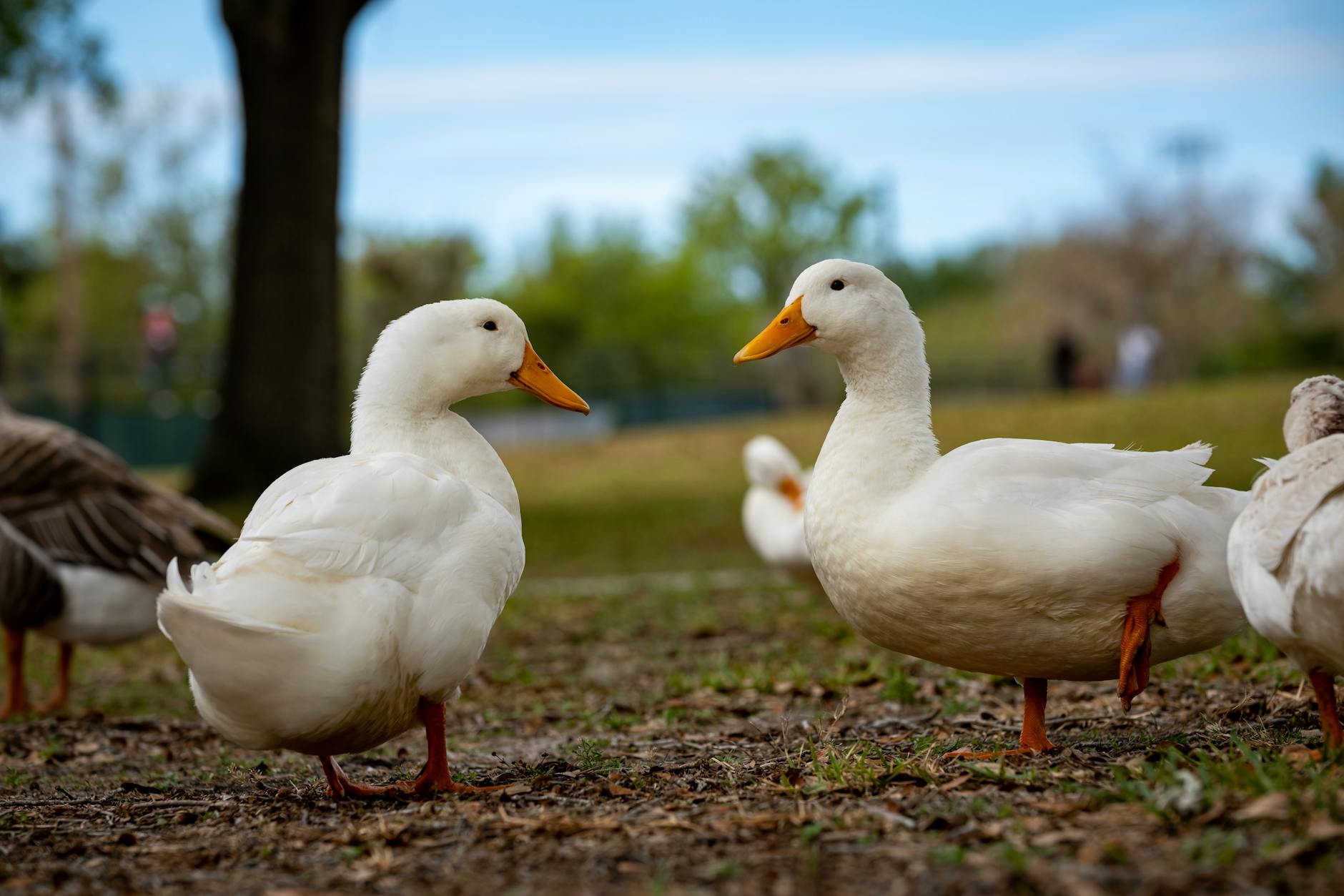 Duckdb introduces quack protocol for remote access