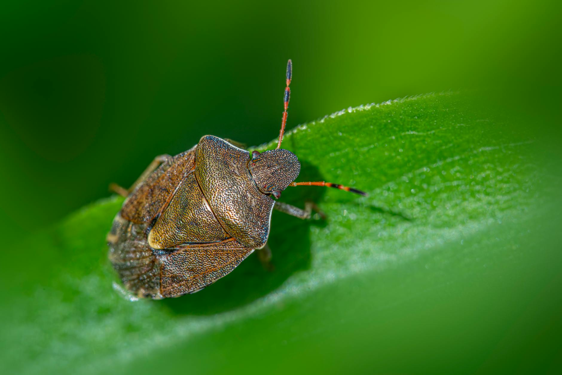 GitHub raises bug bounty payouts, focuses on quality over quantity