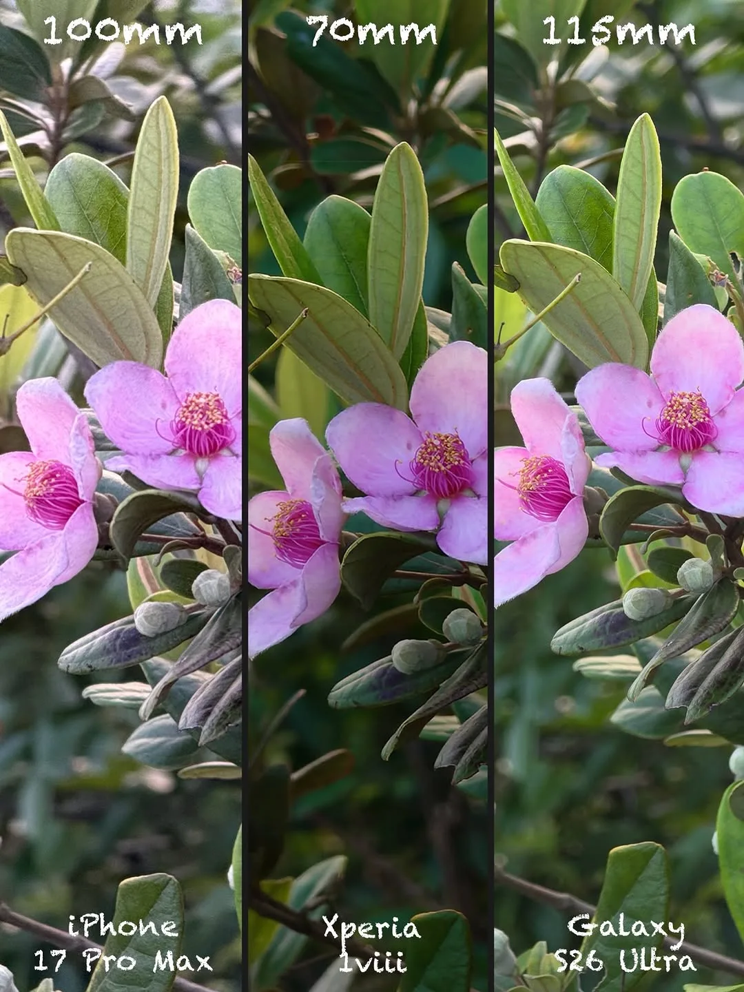 Sony Xperia 1 VIII vs iPhone 17 Pro Max vs Galaxy S26 Ultra: Camera shootout — slide 15 of 15