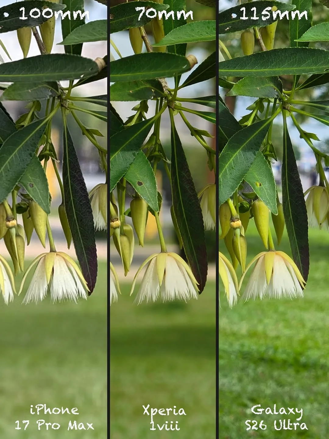 Sony Xperia 1 VIII vs iPhone 17 Pro Max vs Galaxy S26 Ultra: Camera shootout — slide 3 of 15