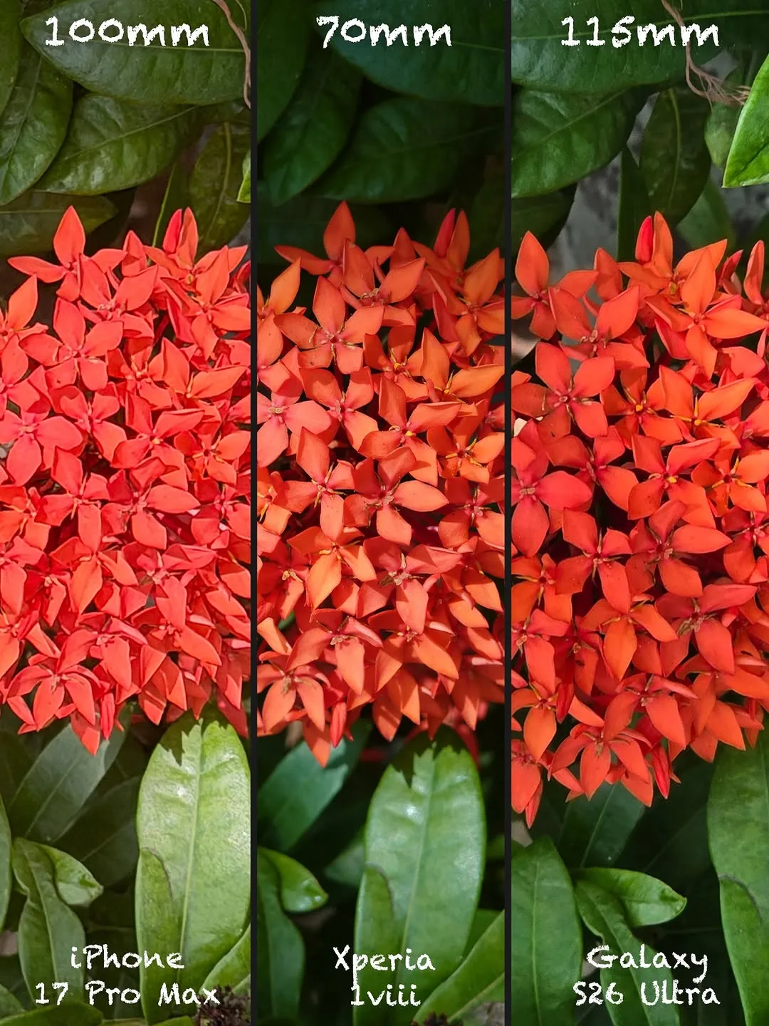 Sony Xperia 1 VIII vs iPhone 17 Pro Max vs Galaxy S26 Ultra: Camera shootout — slide 7 of 15