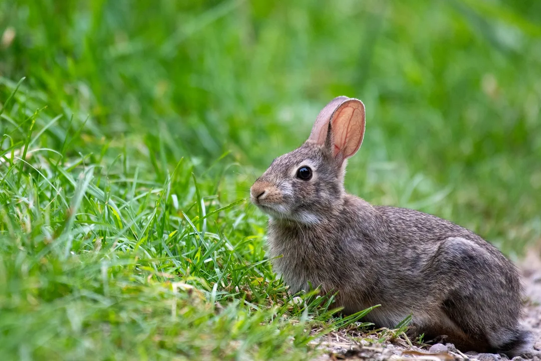 Bunny DNS goes free