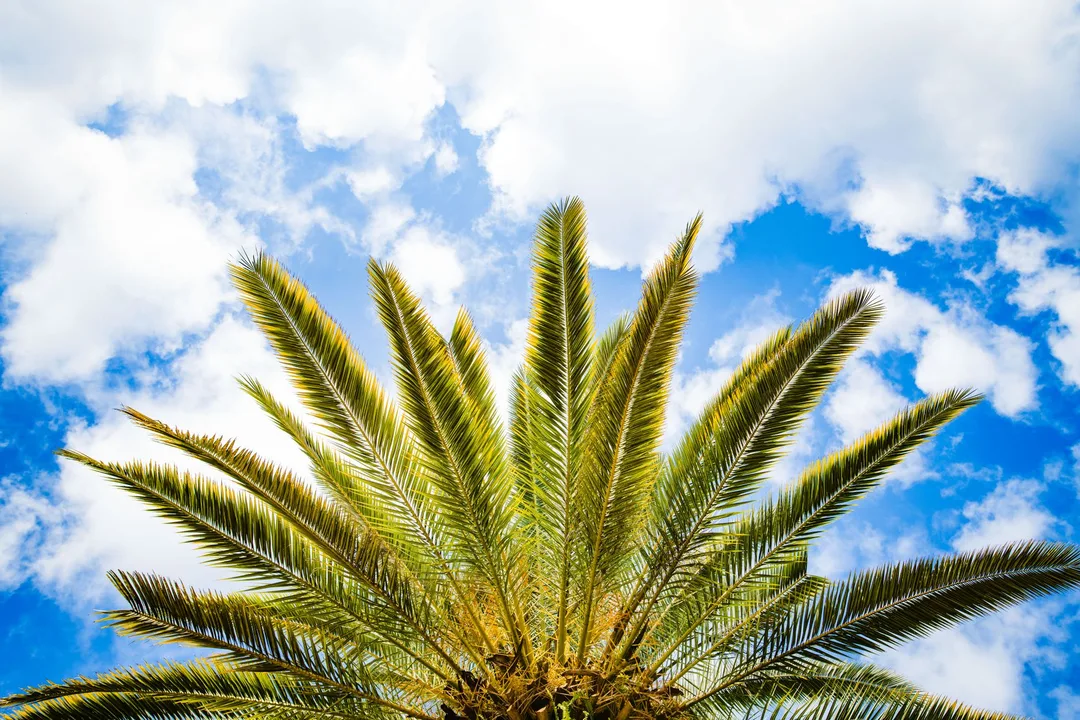 Florida bans local governments from pursuing net-zero emissions goals