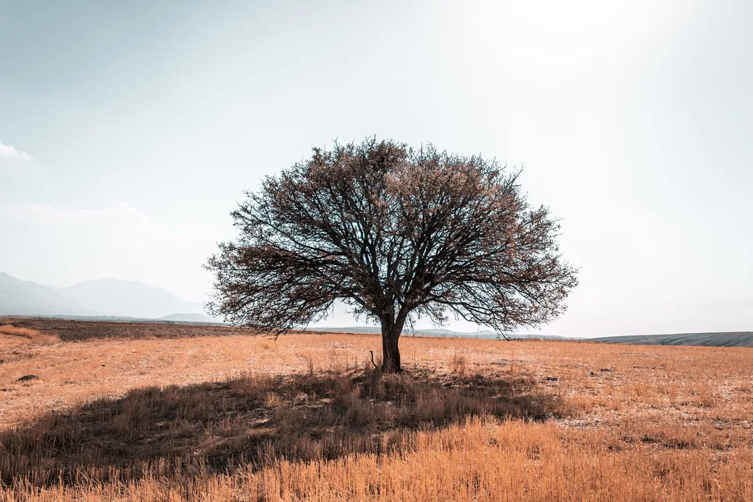 Treehouse gives each Git worktree a stable ID for isolated dev setups